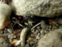 POLYERGUS RUFENCENS