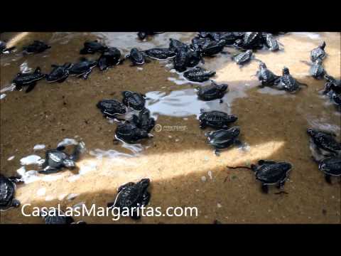 how to transplant turtle eggs