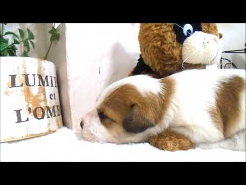 YouTube Preview Image