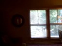 Jackpine Interior