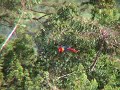 Scarlet Macaw