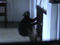 Borneo Orangutan Volunteer: Sun bear recovery Borneo Orangutan Volunteer: Sun bear recovery