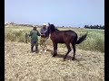 doukkala jument doukkala jument