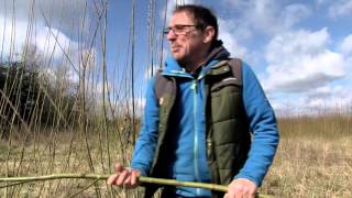 Cutting Willow