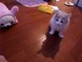 子猫こてつ　お手を覚えました