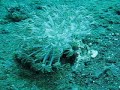 Corals snapping away in the surge Corals snapping away in the surge