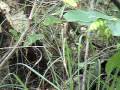 videos de (#299 L&M-YAP) AN ORIGINAL PURE BLOOD AEROSTOCKIAN