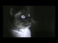 Funny cats Funny cats