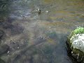 Brook trout caught during BWO spinnerfall