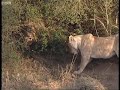 Battle of jaws - Lions vs Crocodiles -  Big Cat Diary - BBC Earth