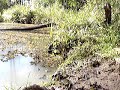thomé squalor   lago daae