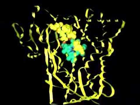 Inner Workings of Cytochrome P450 2C9