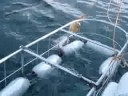 Great white shark tries biting the bait