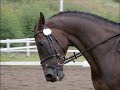 Dressage Eventing Falkenberg Sweden