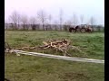 Débourrage trotteurs