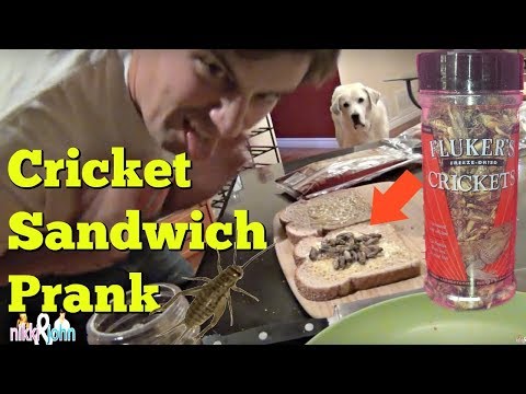 puke - I put dried crickets in Nikki's sandwich. Her reaction was hilarious! Our Facebook Fanpage: http://www.facebook.com/NikkiandJohn Twitter: https://twitter.com...