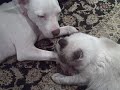 Rescue