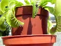 Huge bluebottle & mean plant Huge bluebottle & mean plant