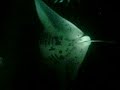 Hawaii Big Island Manta Ray Night Dive III