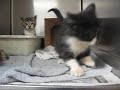 stray kitten update
