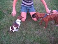 Chihuahua  Puppy  Hates  Boxer   Puppy