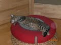 La vida del gat Flai (2 part)-The live of cat Flai (2 part)