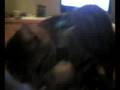La vida del gat Flai (2 part)-The live of cat Flai (2 part)