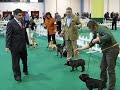 Insubria Winner International dog show 2008, Bouledogue Open Class Insubria Winner International dog show 2008, Bouledogue Open Class