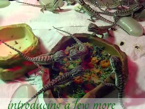 25 Baby Bearded Dragons Hunting And Eating Crickets And Veg ... Very Funny