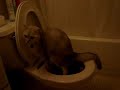 Buster on the \"Litter Kwitter\" cat toilet training system
