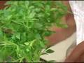 Tomato Salad Recipe with Basil, Feta and Tomatoes