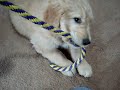 400 SUBS!!!! THANK YOU!! ~Banjo Jethro the Golden Doodle Puppy~