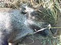 Villsvinjakt / Wild boar hunt Villsvinjakt / Wild boar hunt