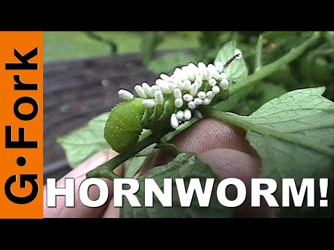 how to get rid of aphids on zucchini