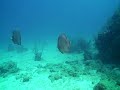 majahual dive1 - 2009
