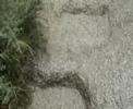 melvins-night-goat.html