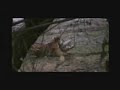 tiger vs crocodile  tiger kills crocodile 