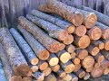 Mushroom Logs Mushroom Logs