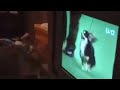 My Golden Retriever Watching Westminster Kennel Club on TV