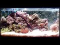 Evolu��o - Nano Reef