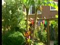 exotische bomen en planten steeds populairder