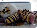 El tigre solitario en época de apareamiento.