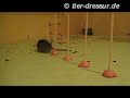 mouse training mouse training