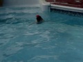 Pug in a Pool II Pug in a Pool II