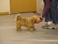 Clarabelle, Lhasa Apso, Basic Training