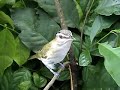 Verder�n Ojirrojo (Vireo olivaceus)