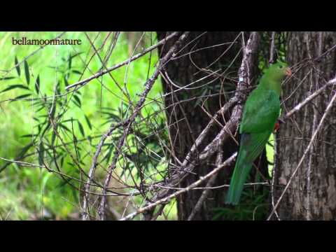 how to care australian parrots