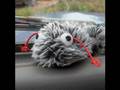 BFG's Giffin Pidgeon Mr Scruff Cross Breed