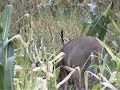 October 9 Bow Hunting Booner Whitetail Bucks ONLY on HawgNSonsTV