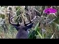 October 9 Bow Hunting Booner Whitetail Bucks ONLY on HawgNSonsTV